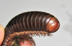 Orthoporoides