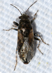Heterogaster urticae