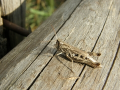 Chorthippus macrocerus
