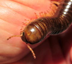 Orthoporoides