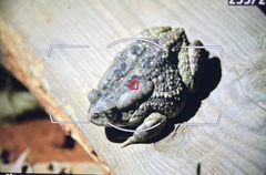 Sclerophrys regularis