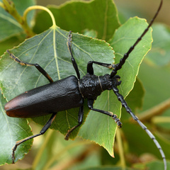 Cerambyx cerdo