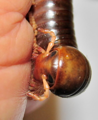 Orthoporoides
