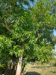 Tabernaemontana catharinensis