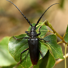 Cerambyx cerdo
