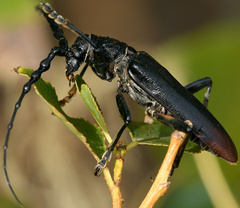 Cerambyx cerdo