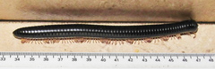 Doratogonus infragilis