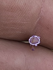 Apteria aphylla