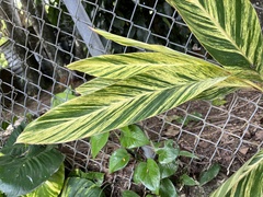 Liliopsida
