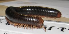 Orthoporoides