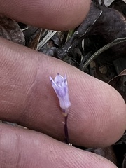 Apteria aphylla