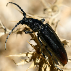 Cerambyx cerdo