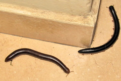 Doratogonus infragilis
