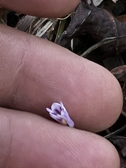 Apteria aphylla