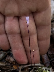 Apteria aphylla