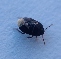 Macroscytus brunneus