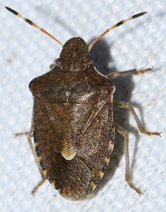 Peribalus strictus