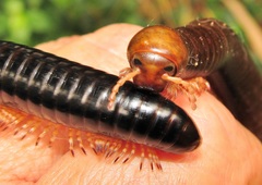 Orthoporoides
