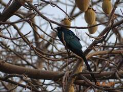 Lamprotornis caudatus