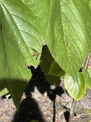 Polistes dorsalis dorsalis