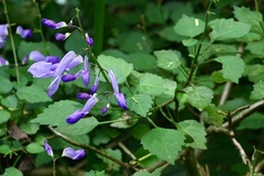 Plectranthus saccatus