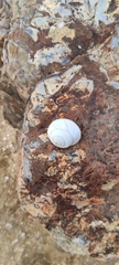 Sphincterochila