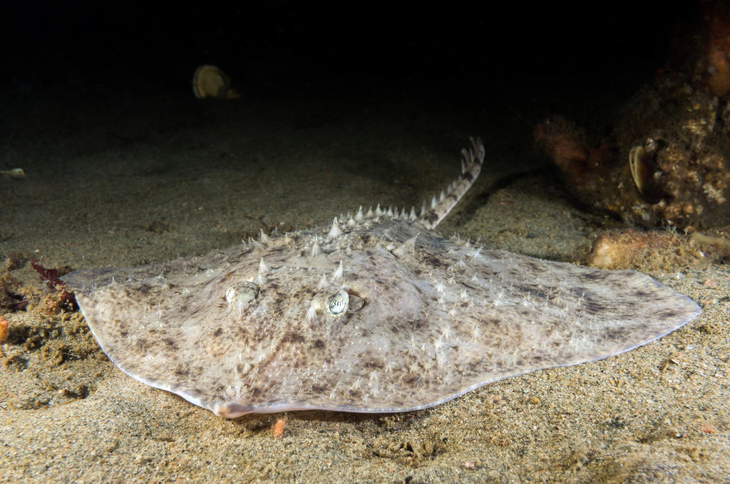 Photo of Starry ray (Amblyraja radiata)
