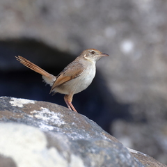 Cisticola subruficapilla