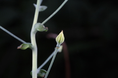 Gymnospermium kiangnanensis