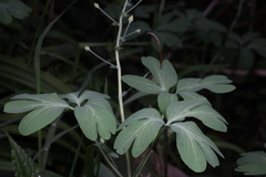 Gymnospermium kiangnanensis