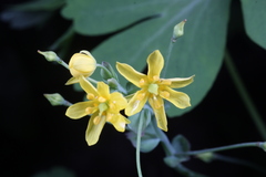 Gymnospermium kiangnanensis