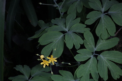 Gymnospermium kiangnanensis