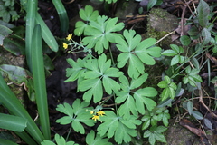 Gymnospermium kiangnanensis