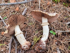 Agaricus berryessae