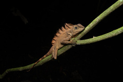 Gonocephalus bornensis