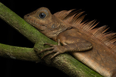 Gonocephalus bornensis