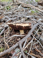 Agaricus berryessae