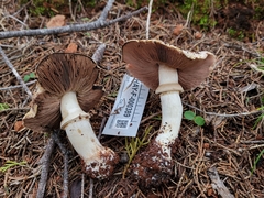 Agaricus berryessae