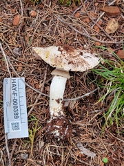 Agaricus berryessae