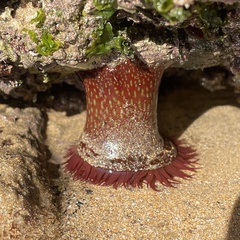 Actinia