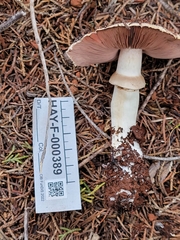 Agaricus berryessae