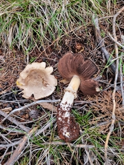 Agaricus berryessae