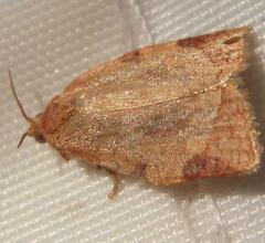 Coelostathma discopunctana