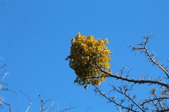 Phoradendron leucarpum