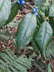 Lasianthus formosensis