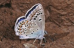 Polyommatus escheri