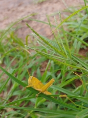 Cyrtacanthacridini