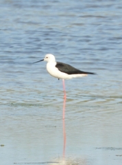 Himantopus himantopus