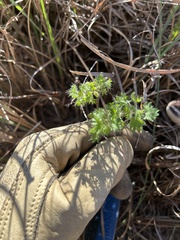 Acalypha radians