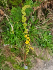 Agrimonia bracteata
